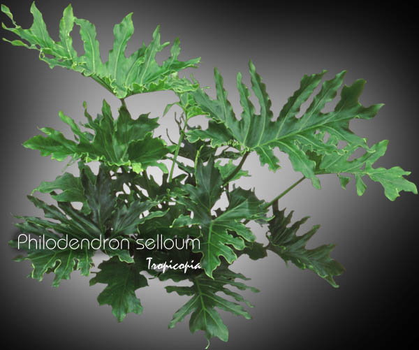 Philodendron - Philodendron selloum - Philodendron arborescent - Lacy tree-philodendron